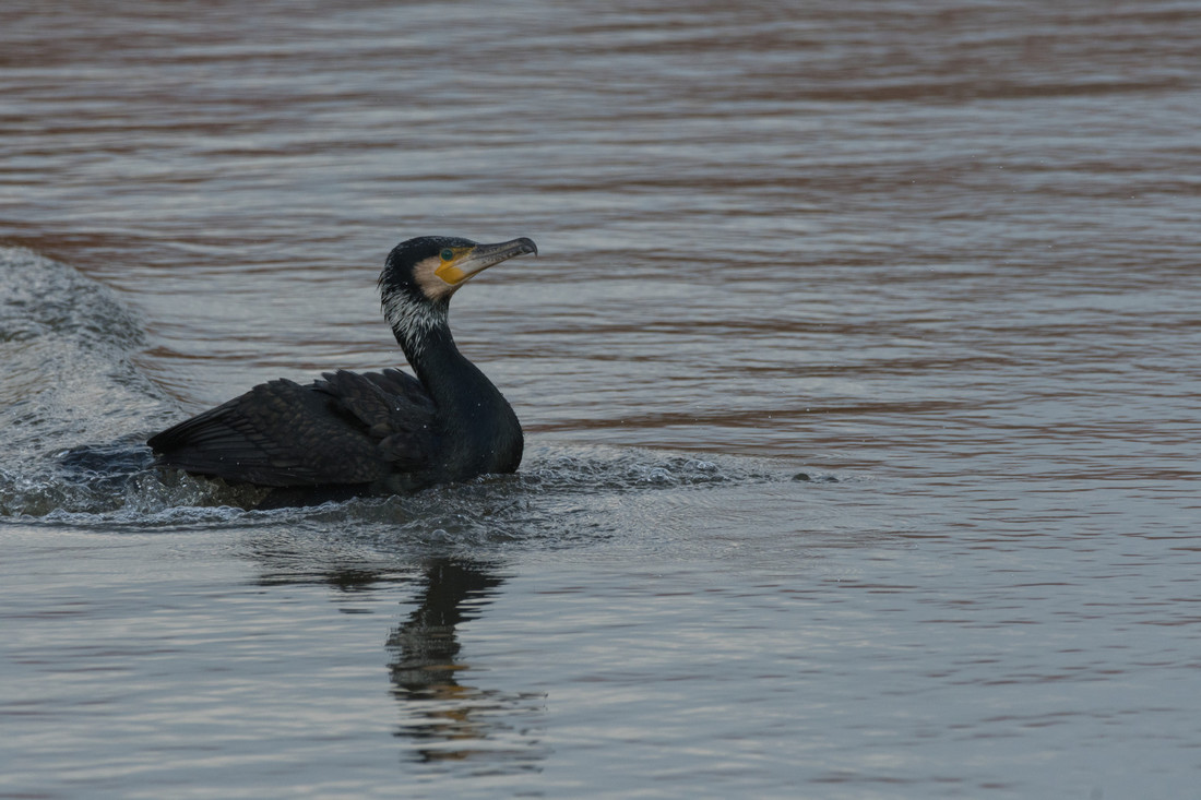 Wildlife sightings for 14th February 2022