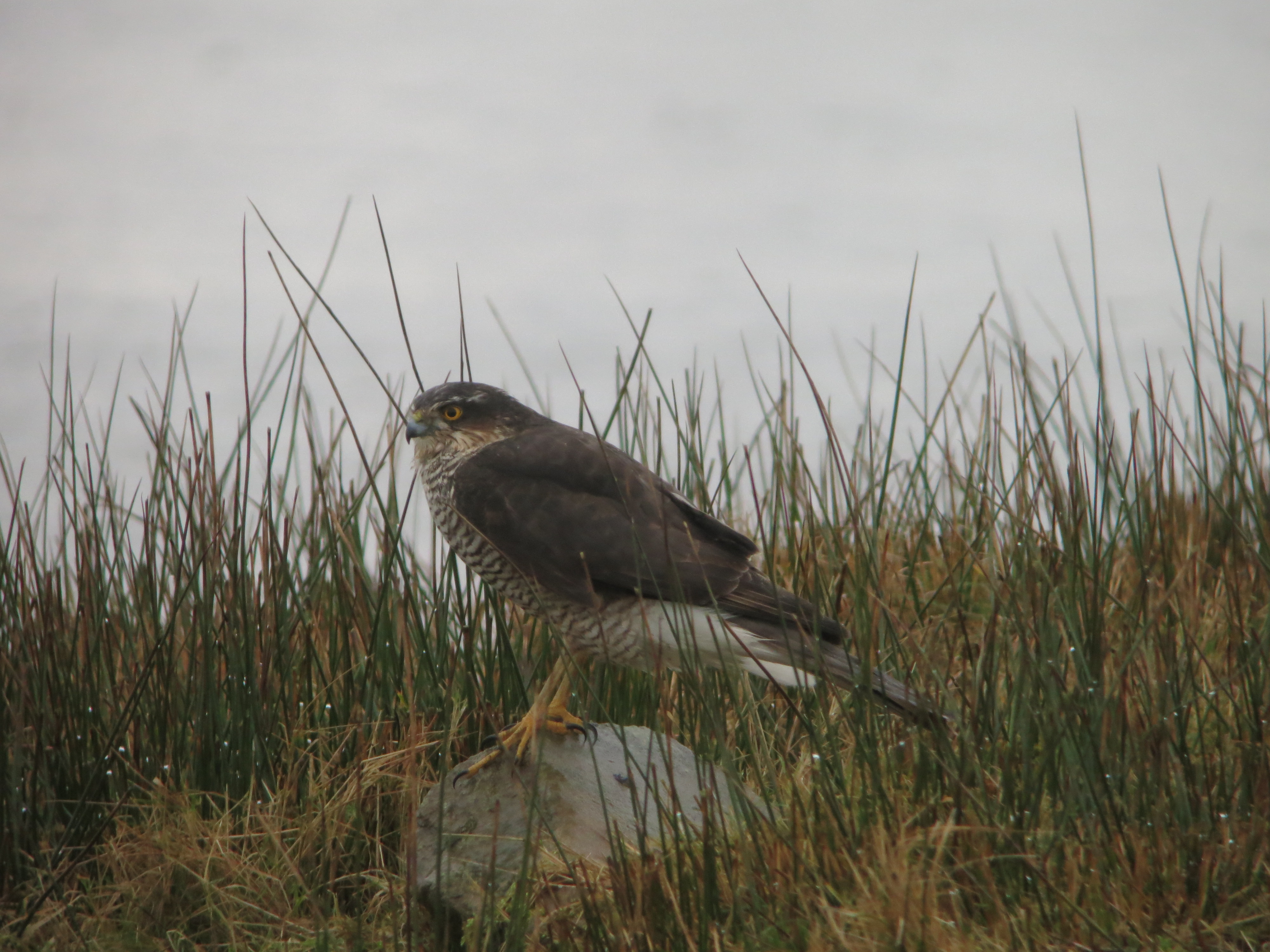 Peregrines out on the Merses