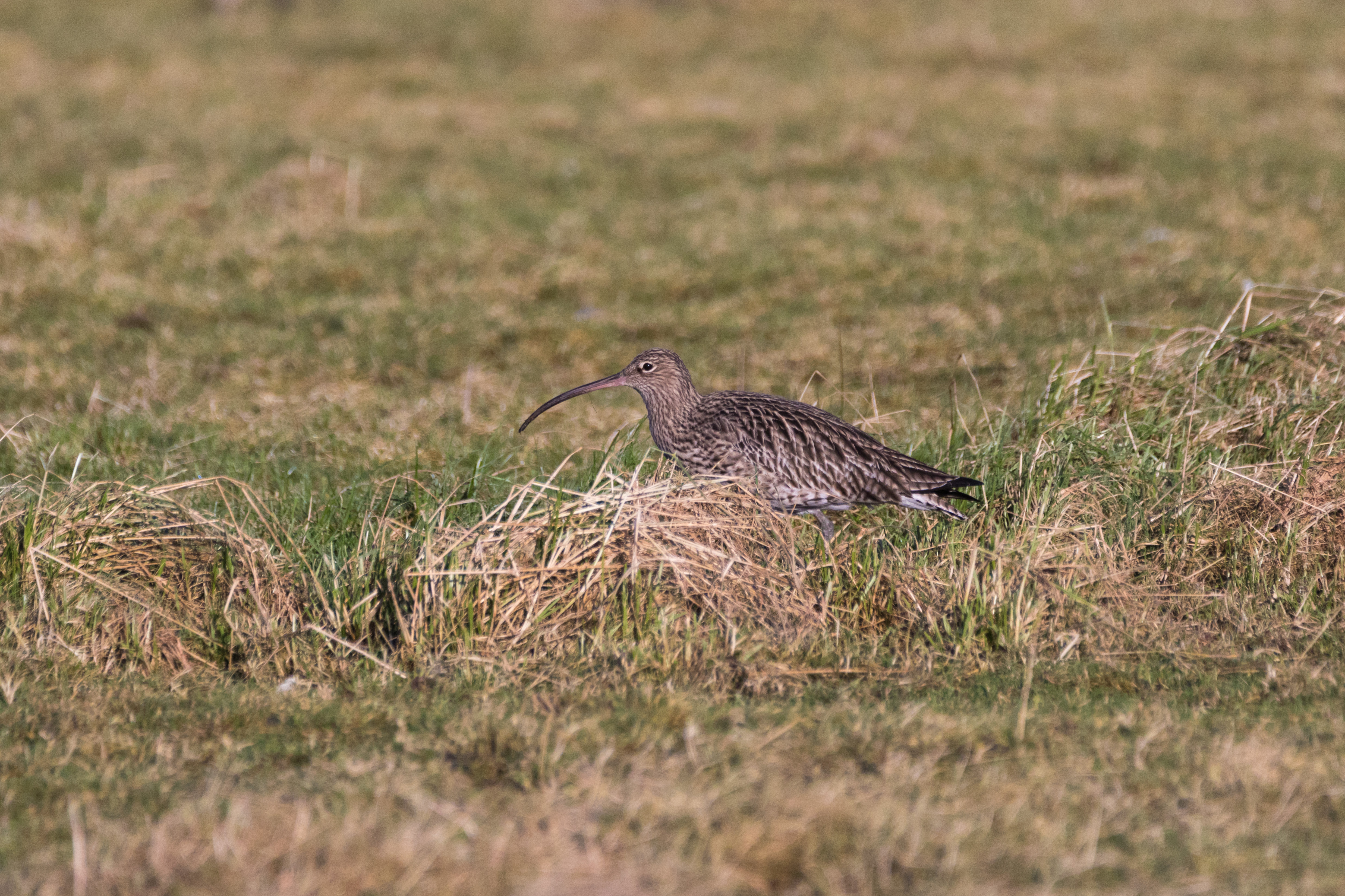 Recent Sightings - 17th February 2020