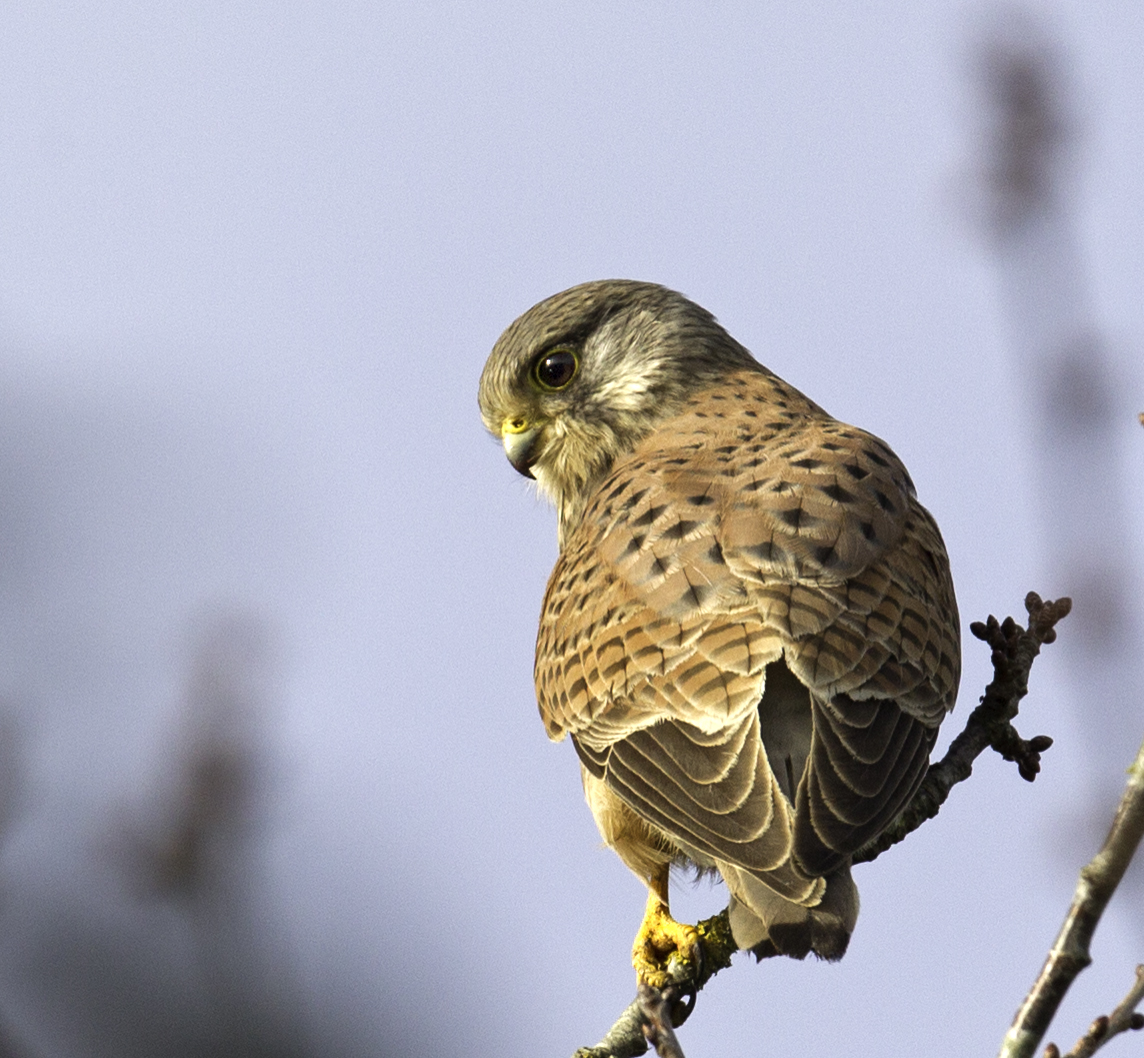 Harriers, kestrel and more raptors