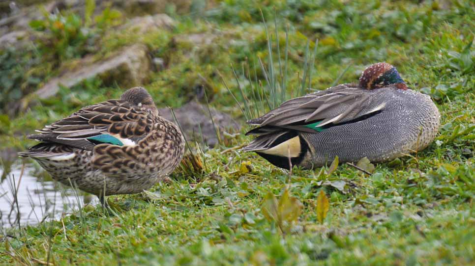 Wildlife sightings for 12th September 2022