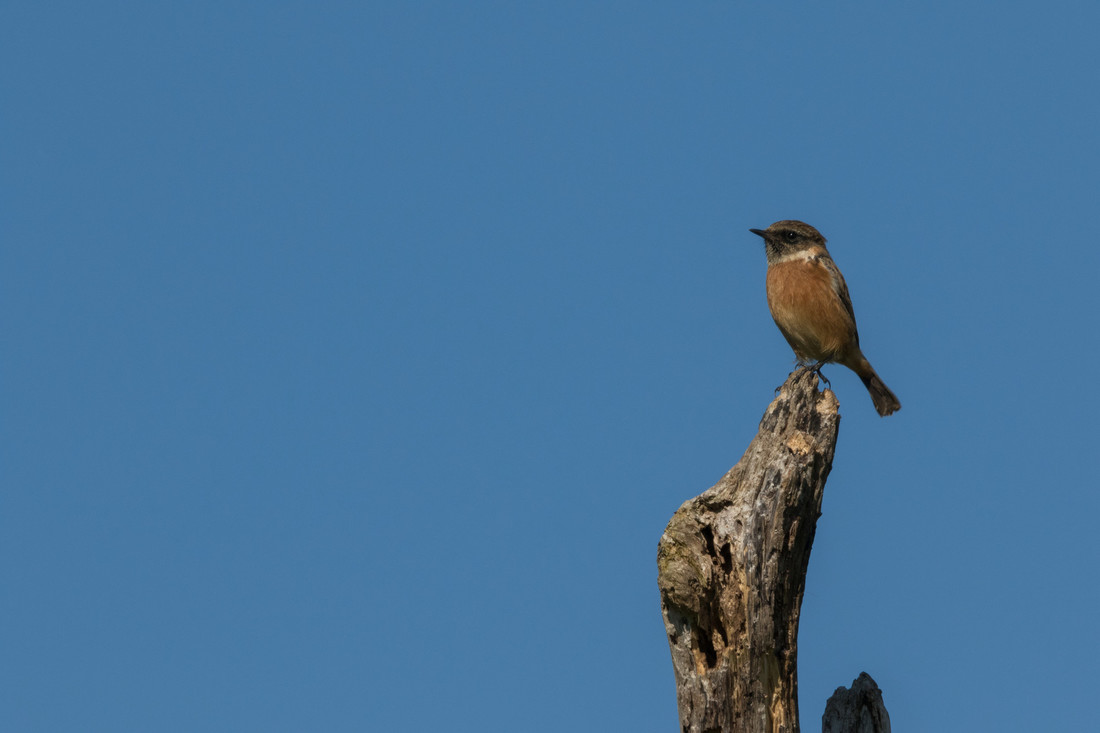 Good numbers of Stonechat continue on the grazing marsh