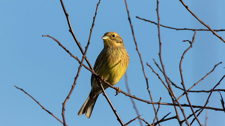 Yellowhammer - 37 were spotted in and around restored ponds, whilst just two were spotted at unrestored ponds