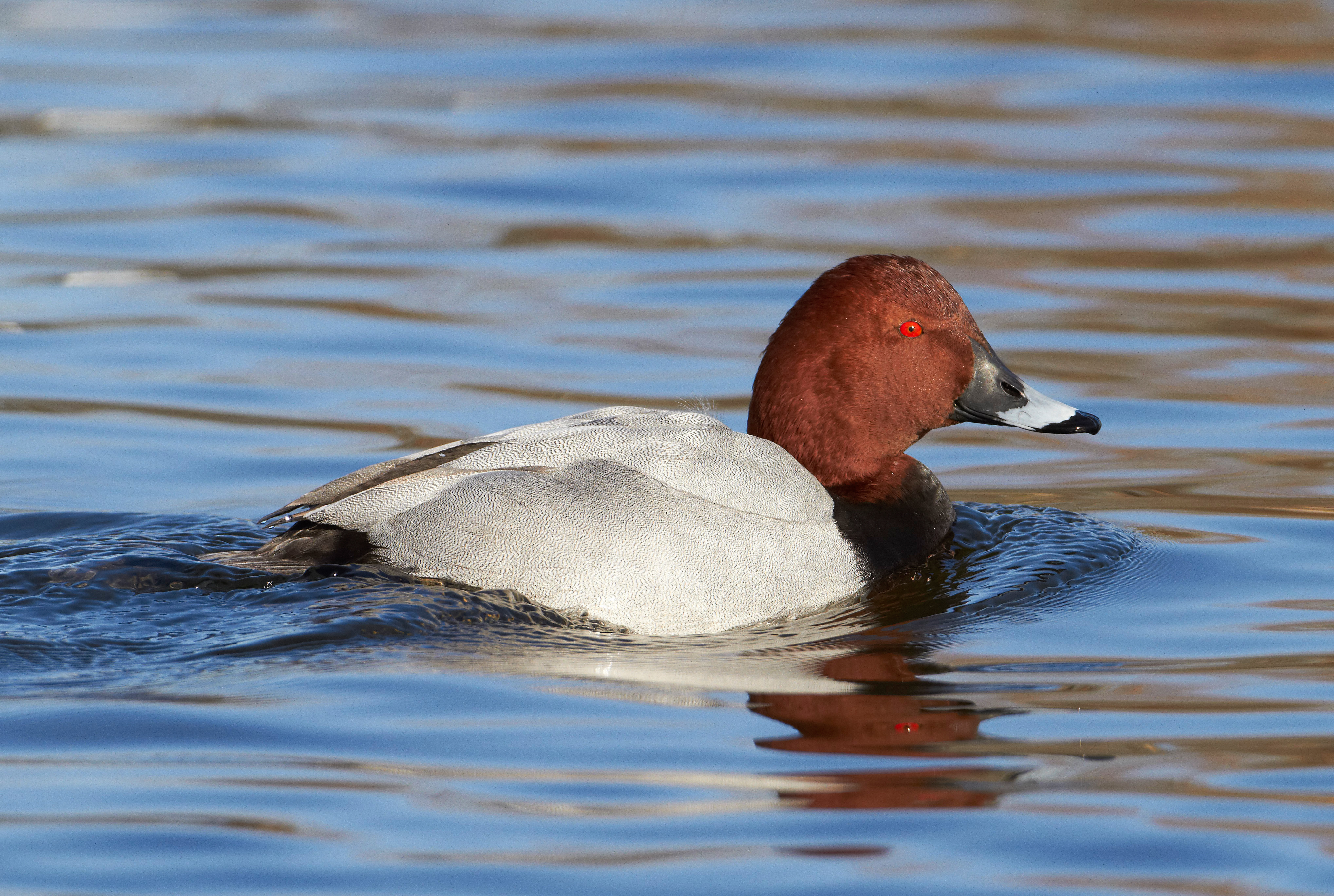 Pochard on every pond