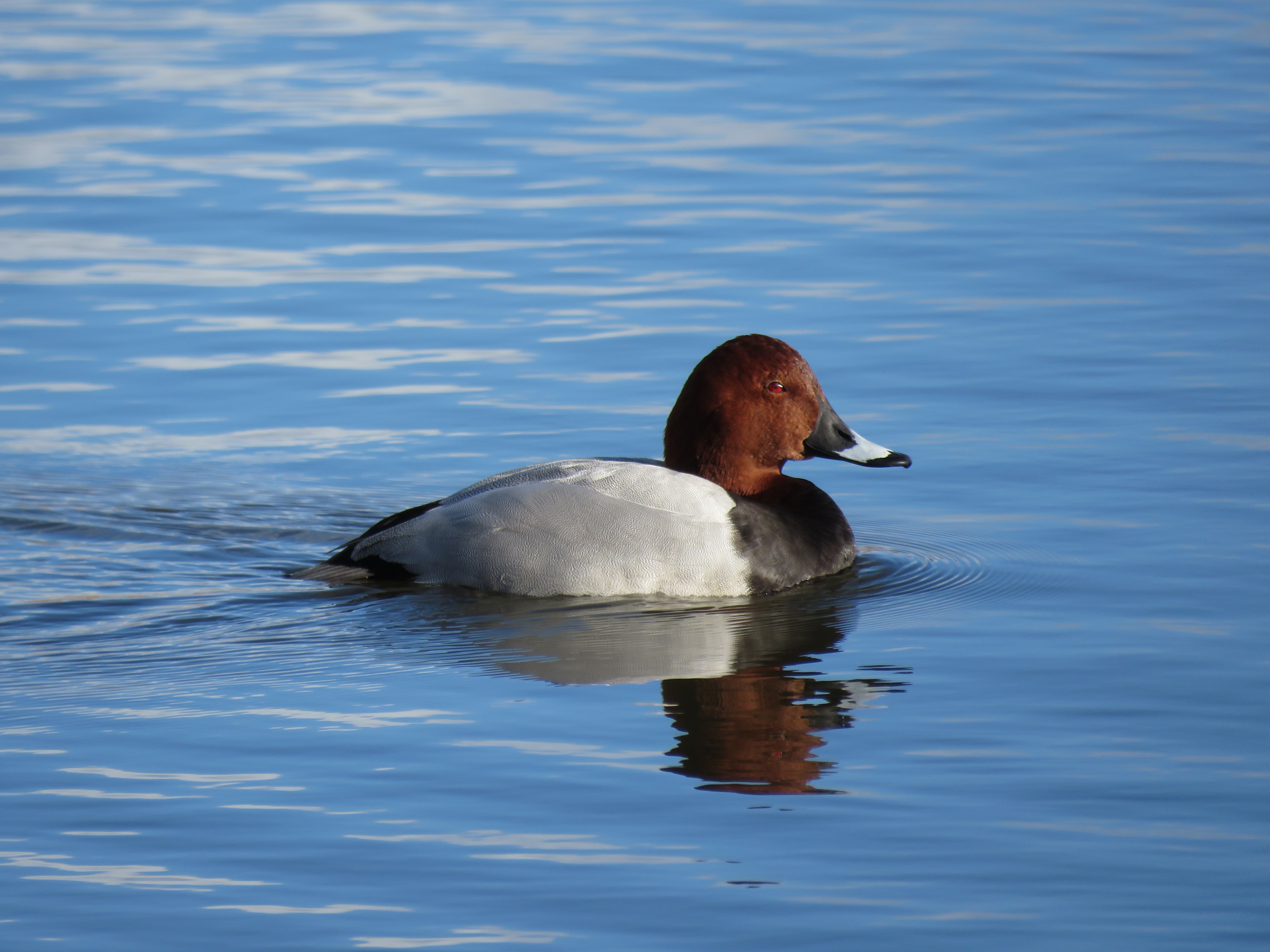 Recent Sightings 12th-14th March