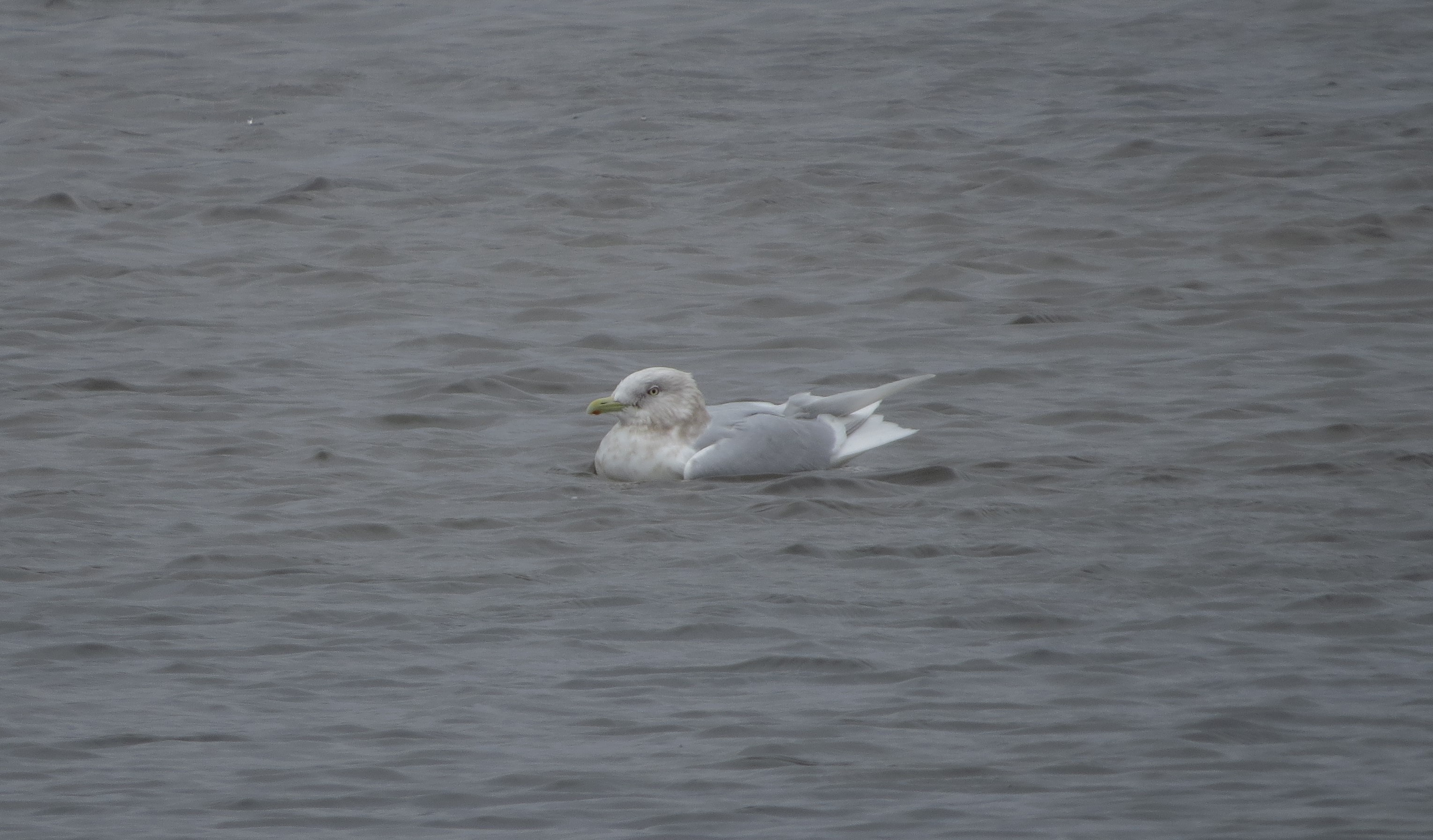 Iceland Gull showing well on the main lake 