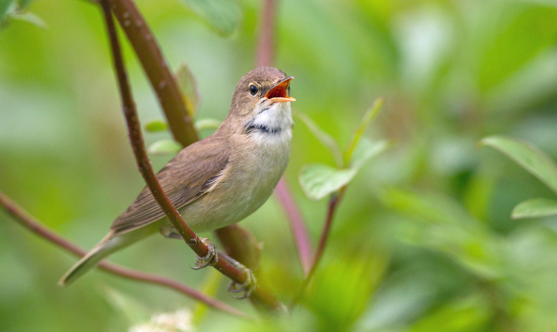 Recent Sightings 3rd April - 9th April