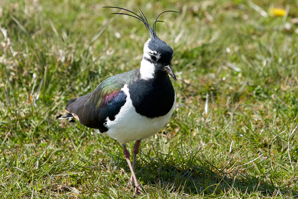 Welney sightings - 21/05/2021