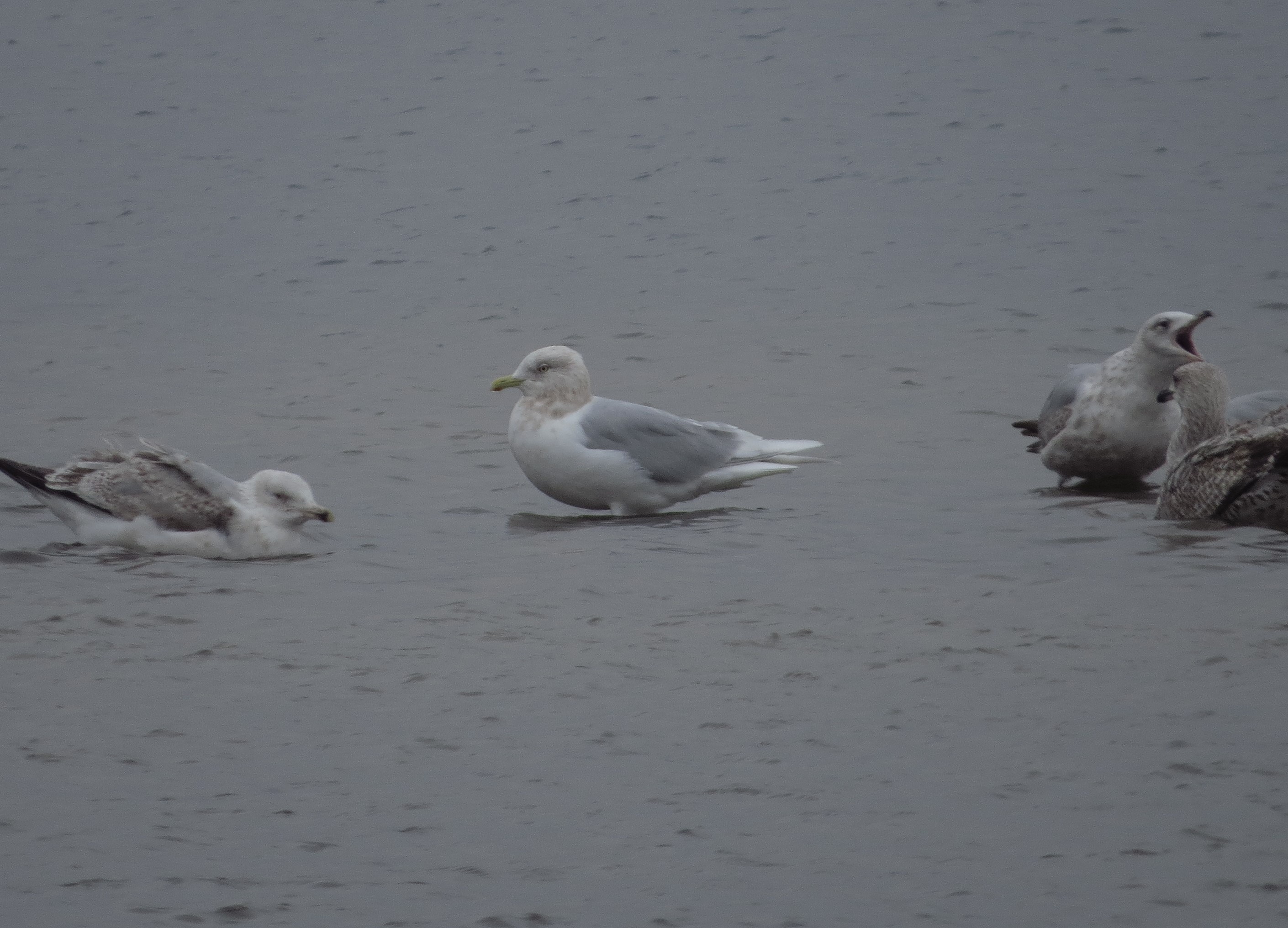 Adult Iceland Gull and Curlew over South West