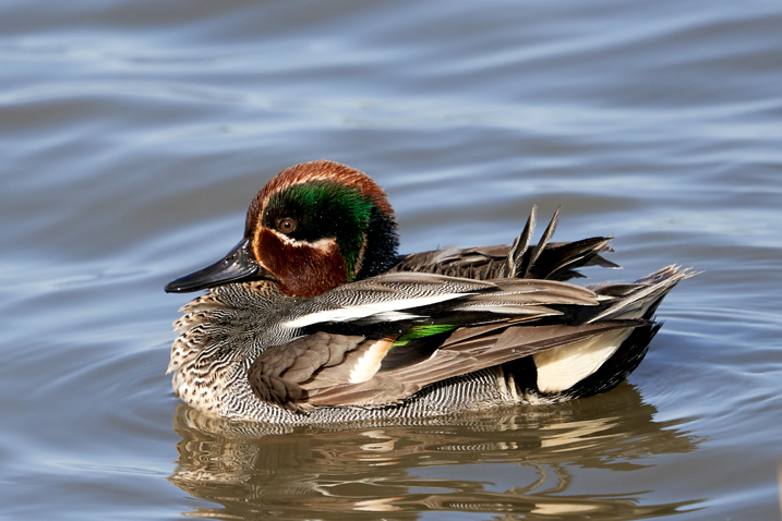 Today's sightings - 21/03/2020