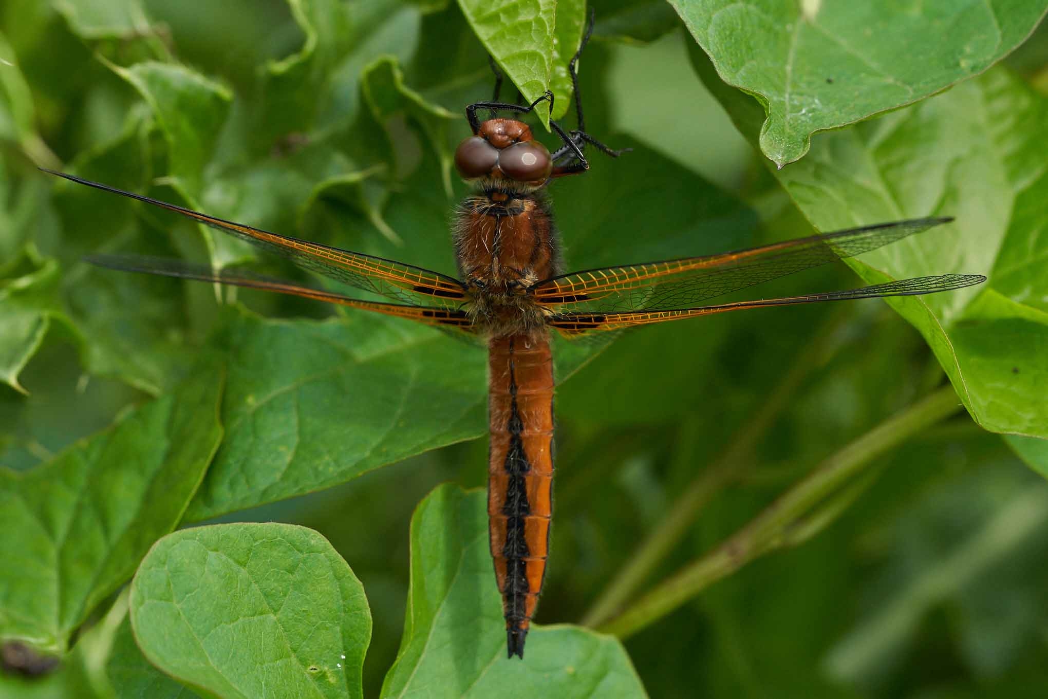 Welney sightings - 24/05/2020