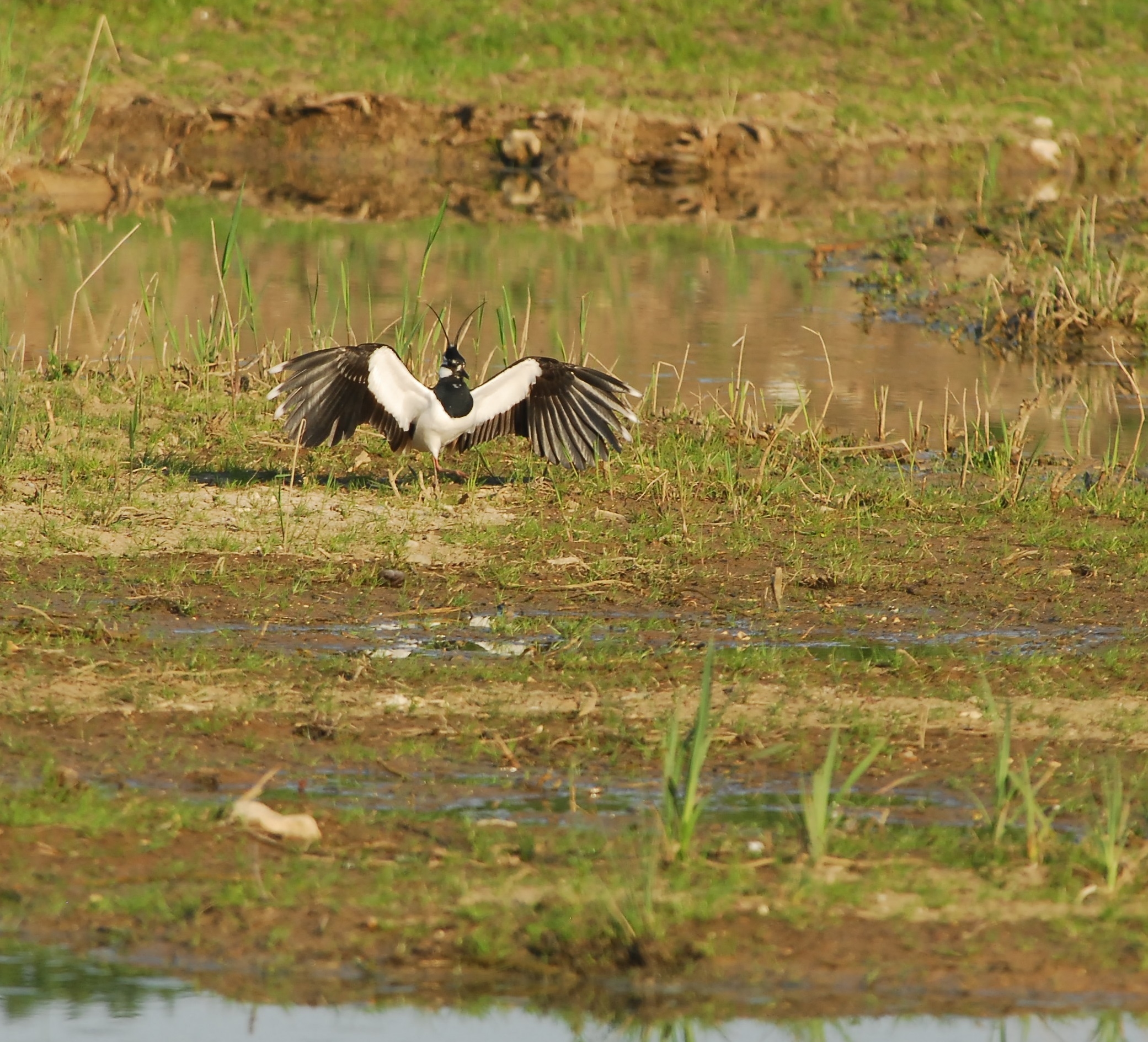 Kingfishers are checking out the nesting bank