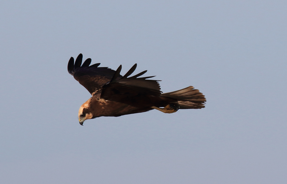 Wildlife Sightings for 27th August 2023