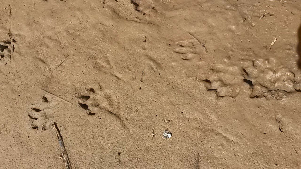 Mammal Tracking!