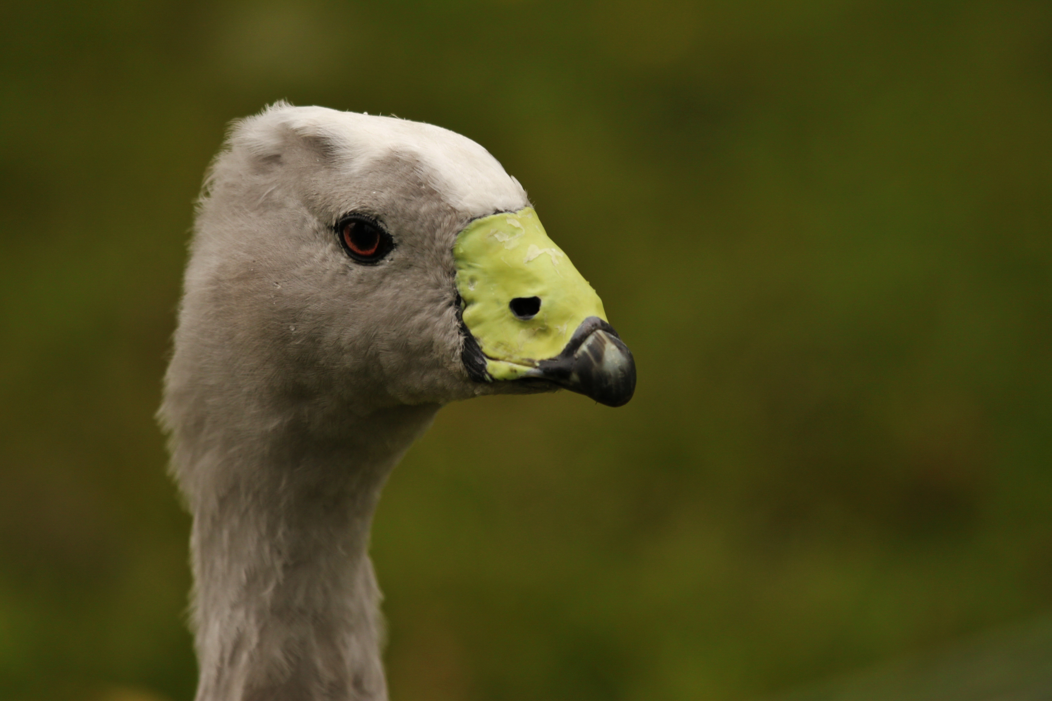 Cape Barren goslings hatch