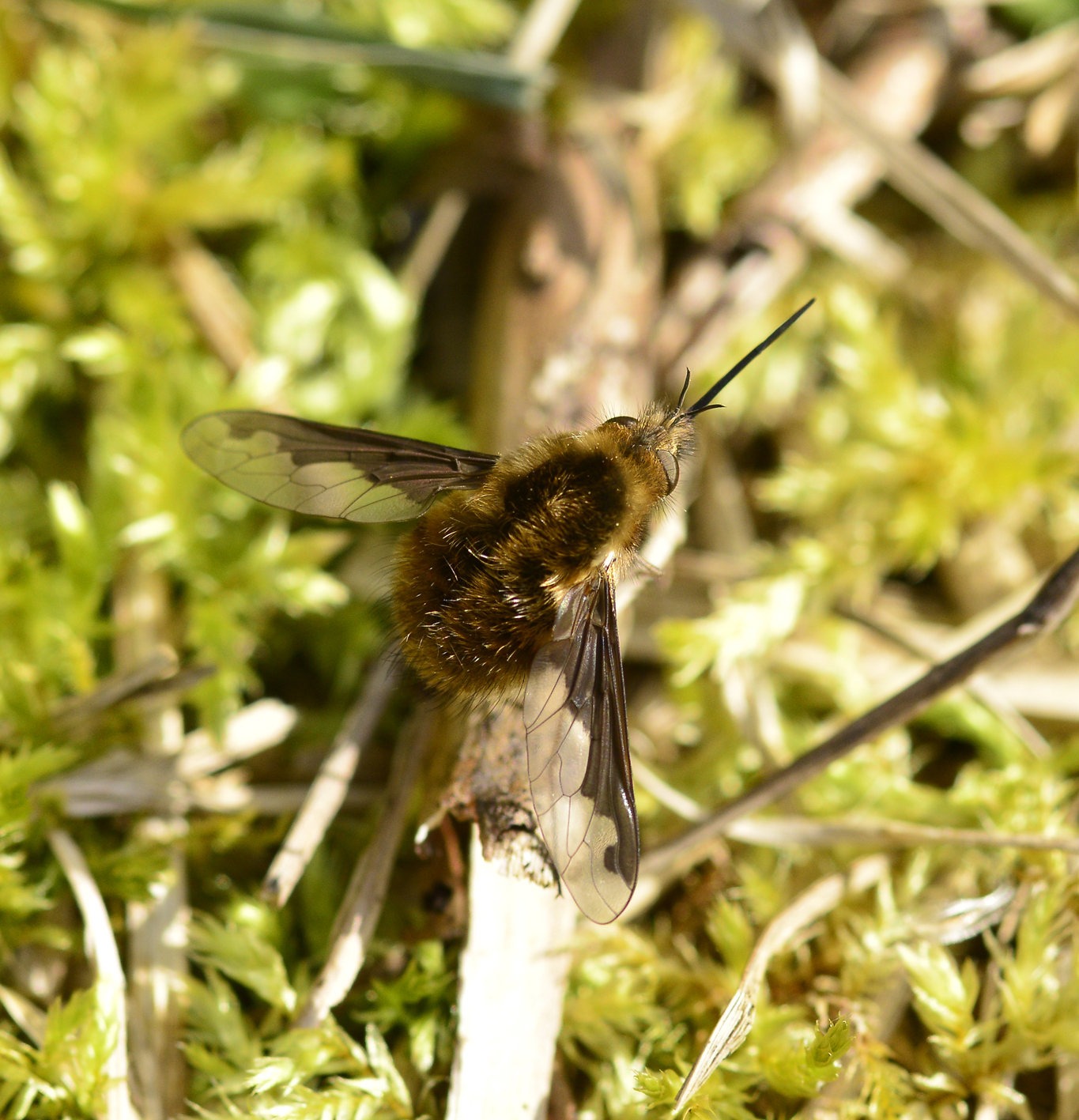 Bee flies & grass snakes