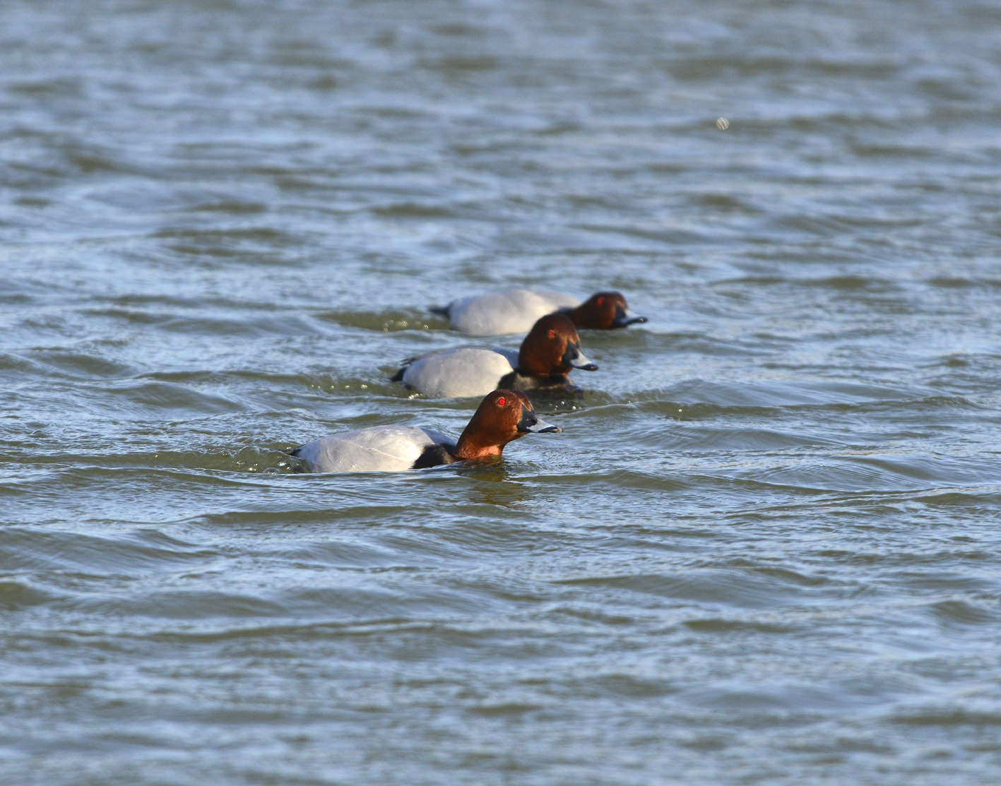 Pochards pairing up