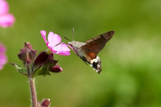 Welney sightings - 16/05/2023