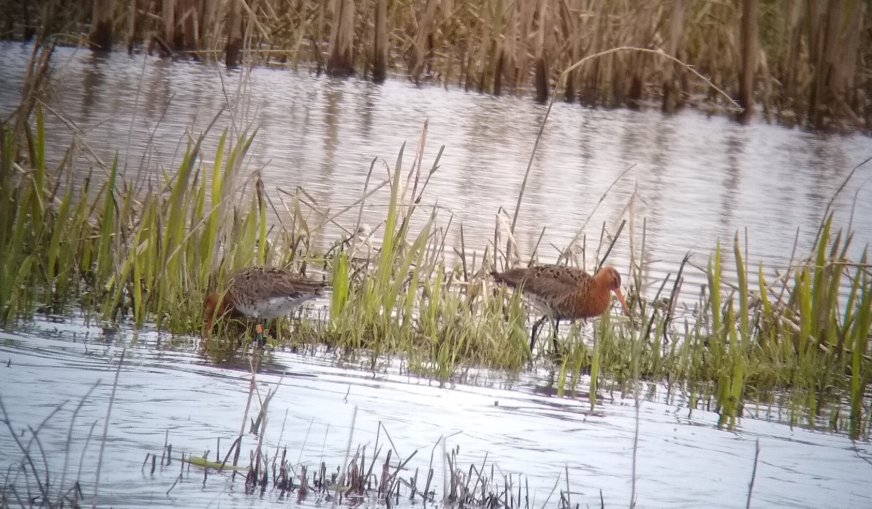 Two black-tailed godwits feeding on an island