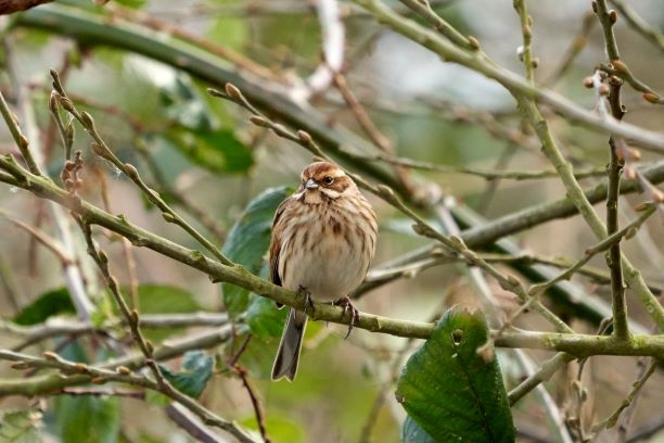 Welney sightings - 30/06/2023