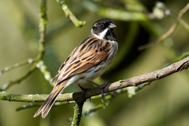 Wildlife sightings for 7th July 2022