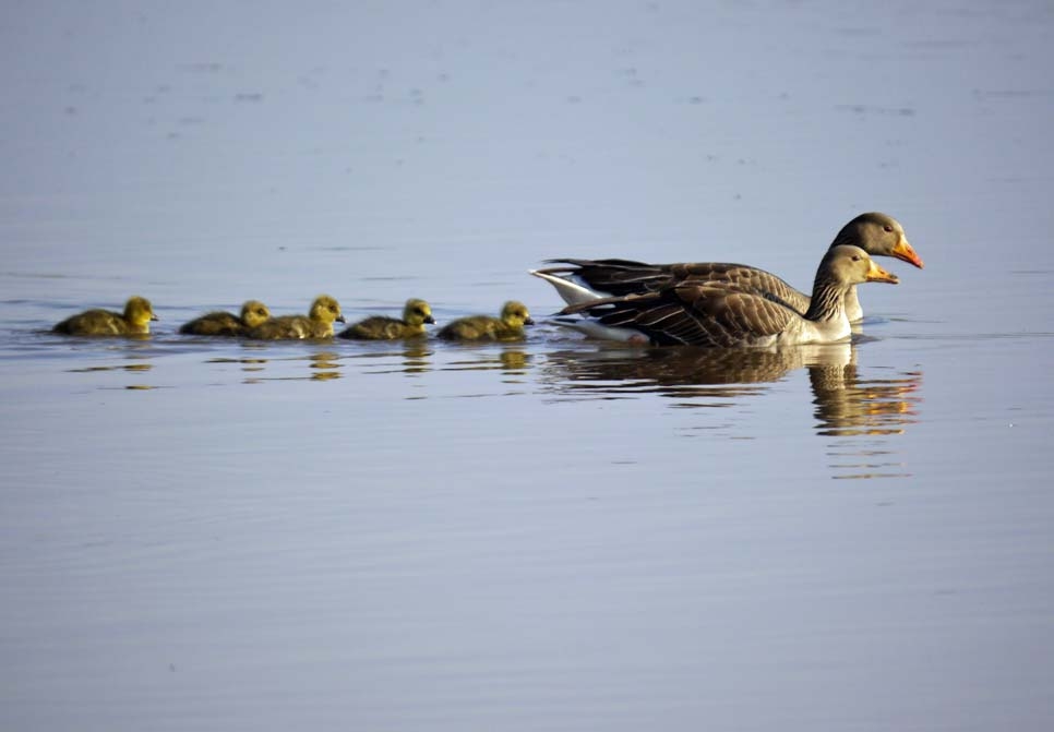 Recent Sightings 9th May 2022