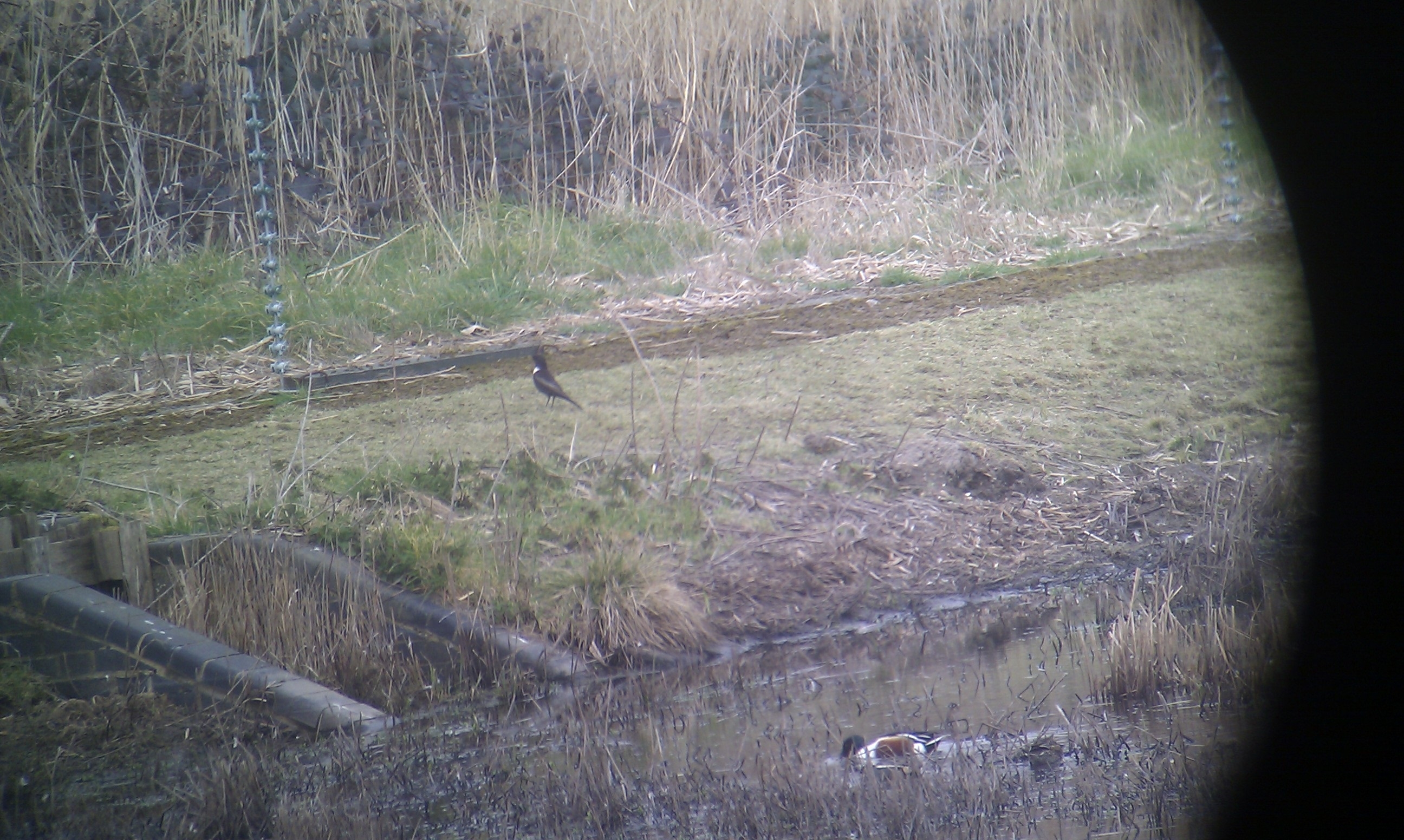 Ring Ouzel and Yellow Wagtails 5th May 2020