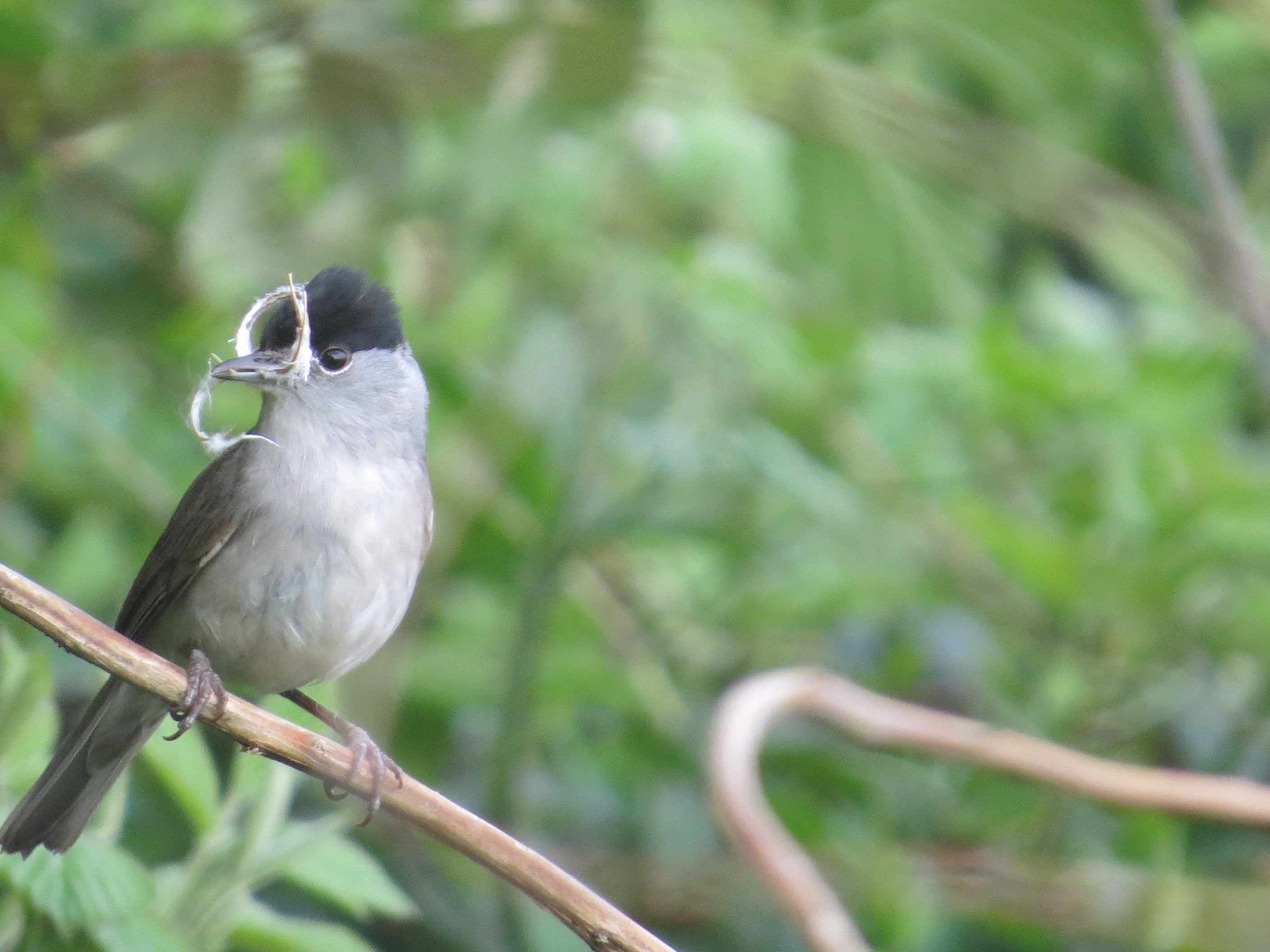 Recent Sightings - 11th May 2020