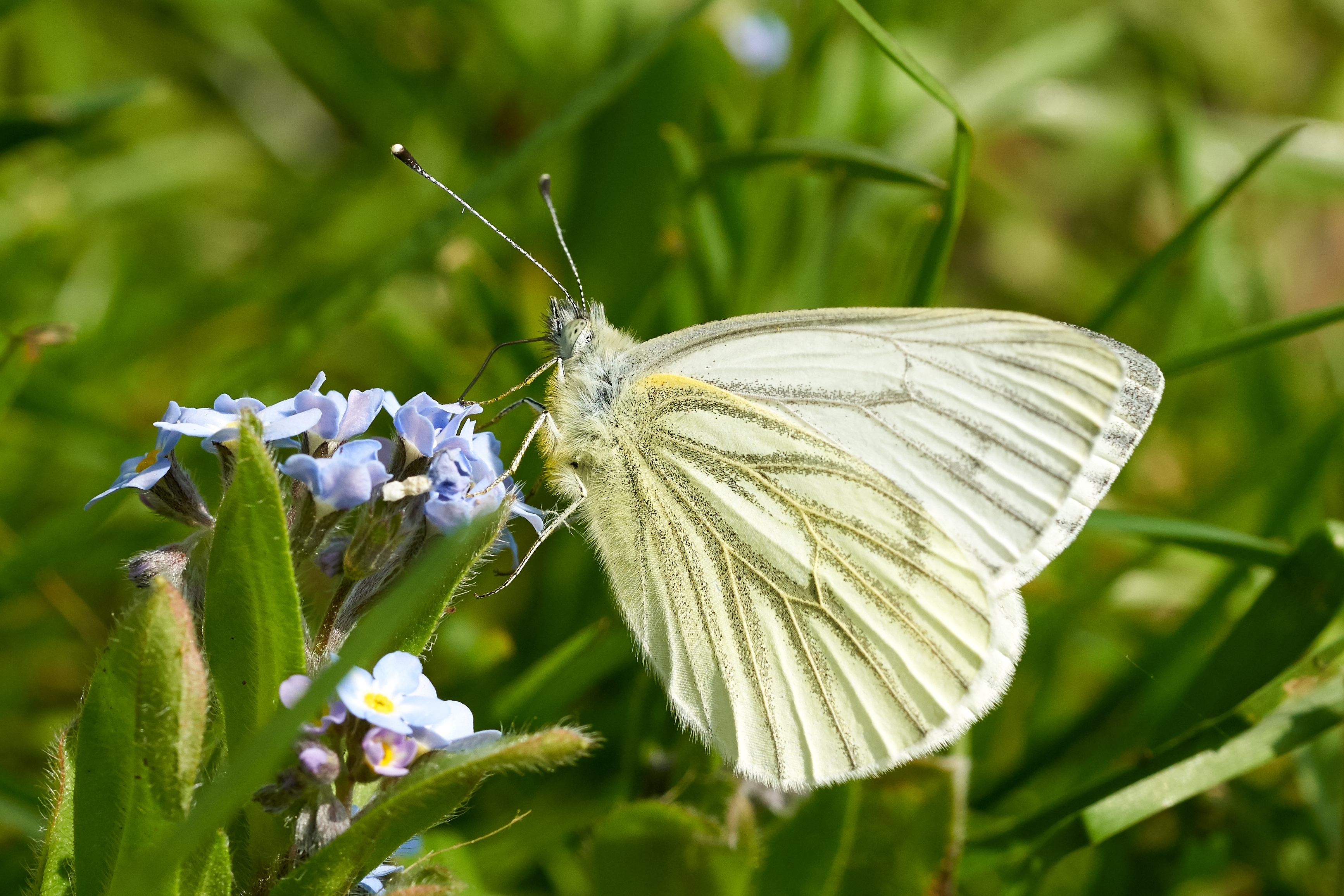 Welney sightings - 25/05/2020