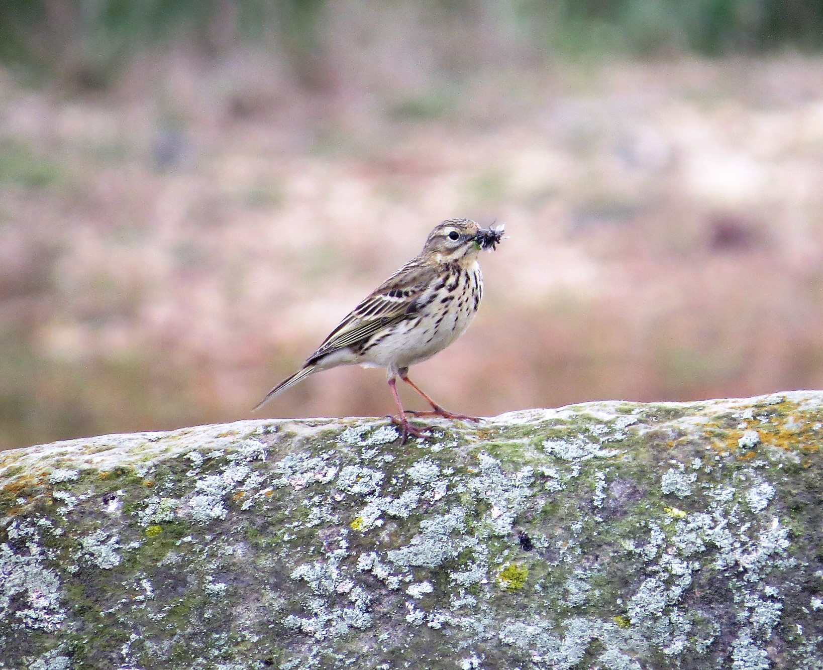 Recent Sightings - 19th April 2021