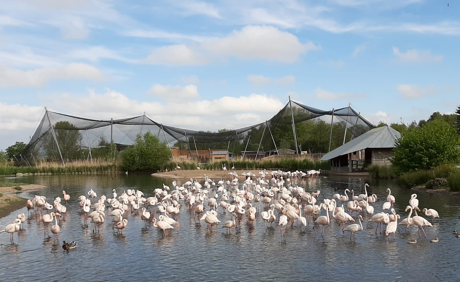 Closed but still caring: What's it like looking after a flamingo (or five hundred)?