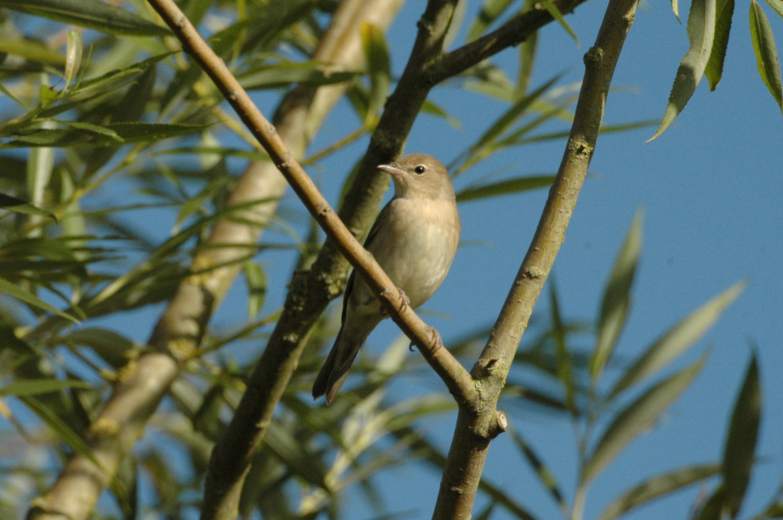 Garden Warbler on the wader scrape bank and young Reed Buntings in the reedbed 9th June 2020