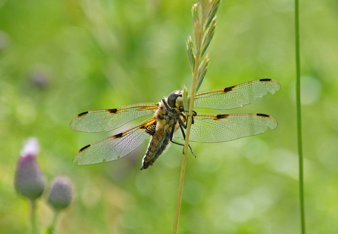 Wildlife sightings for w/c 15th June 2020