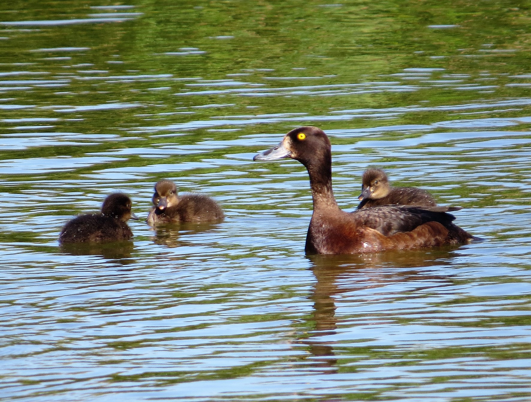 Recent Sightings 18th July 2022