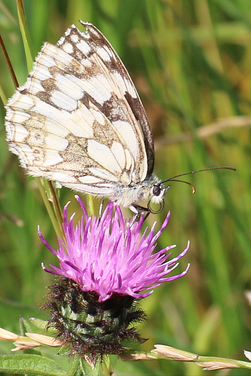 Wildlife sightings for 1st July 2021