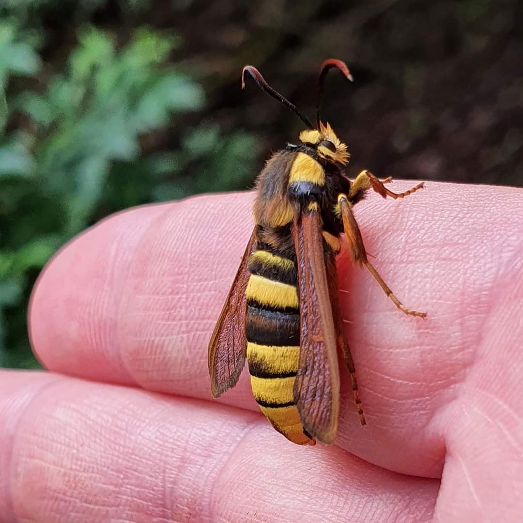 Hornet Clearwing moth