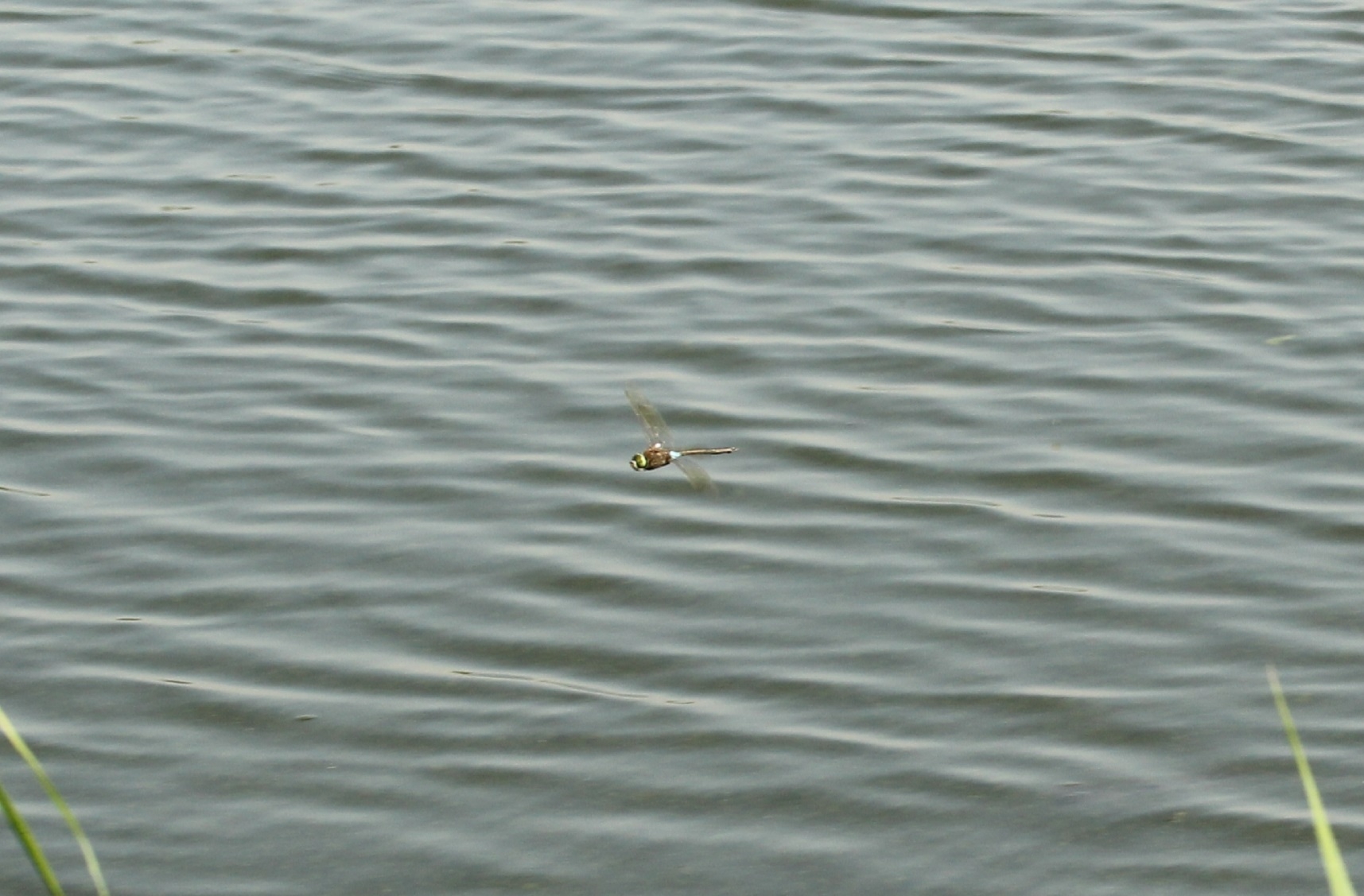 Lesser Emperor spotted on sheltered lagoon 12th July 2020