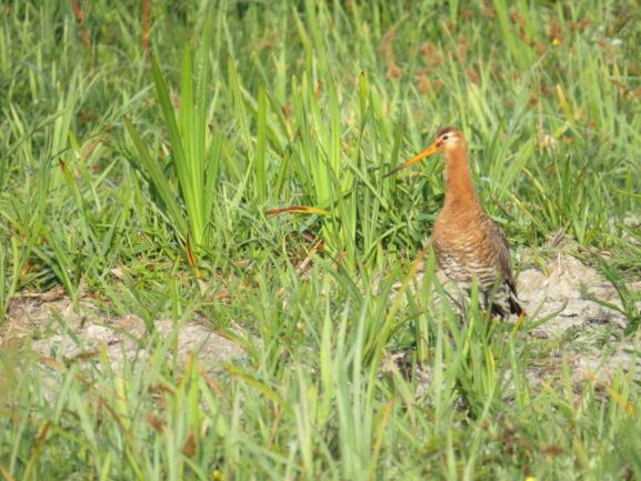 Chicks of threatened species fledge from Fenland wetlands 