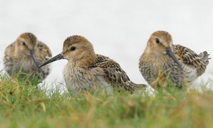 Reserve update - bringing wetland wildlife to you