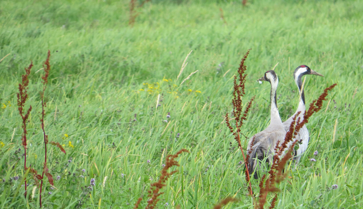 WE-Crane-July 2013-web.jpg