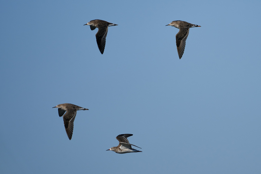 Welney Ruffs flying past lyle hide 27 Oct  2018 Kim Tarsey-scr.jpg