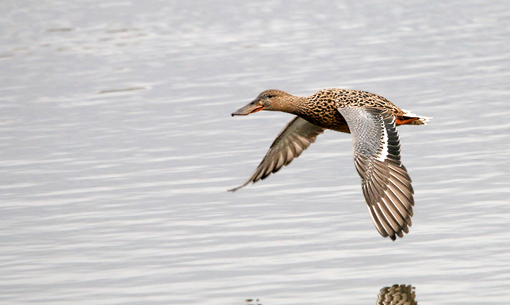 Recent Sightings 10th-17th July