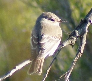 Recent Sightings - 20th July 2020