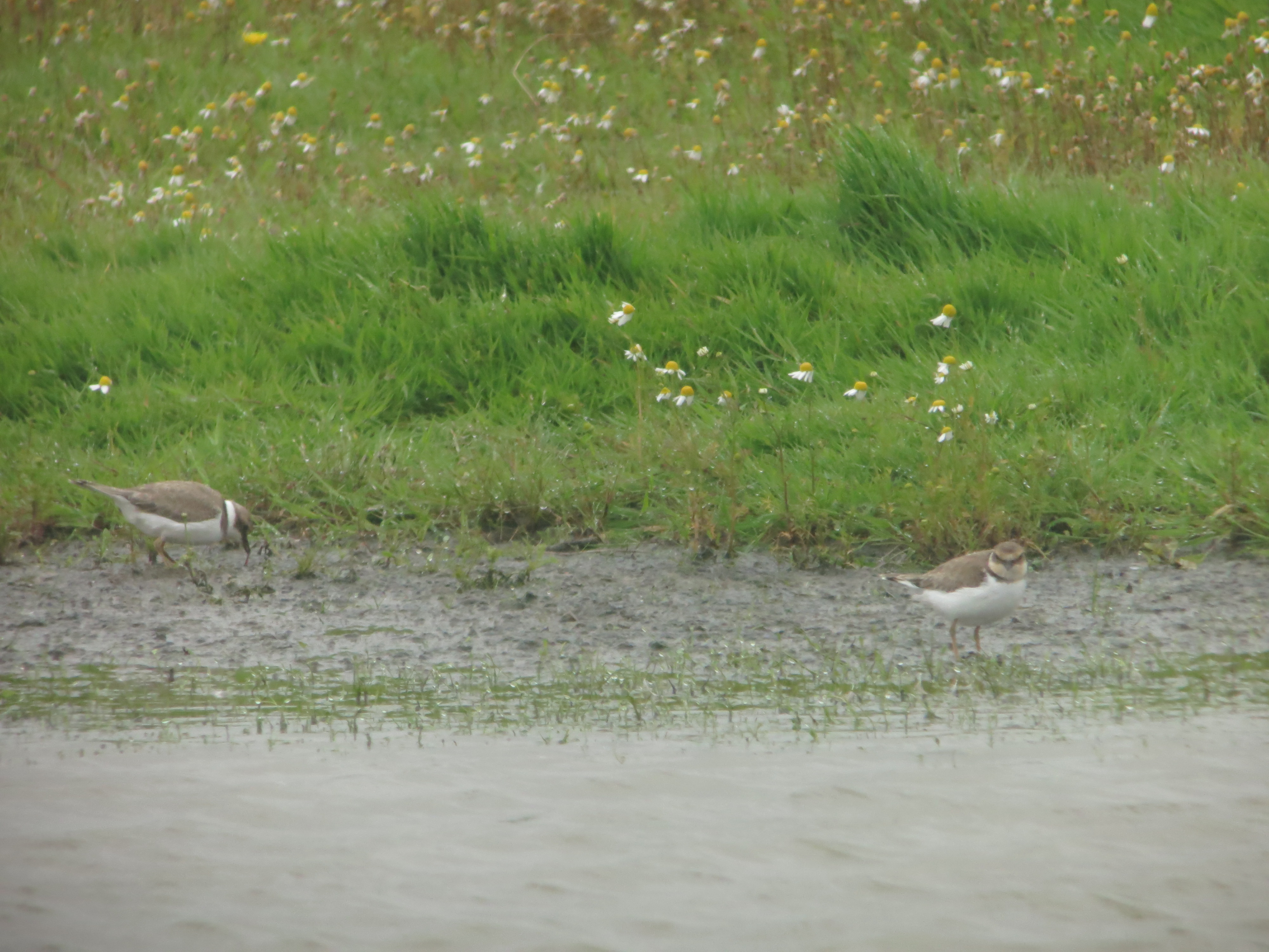 Raining Plovers