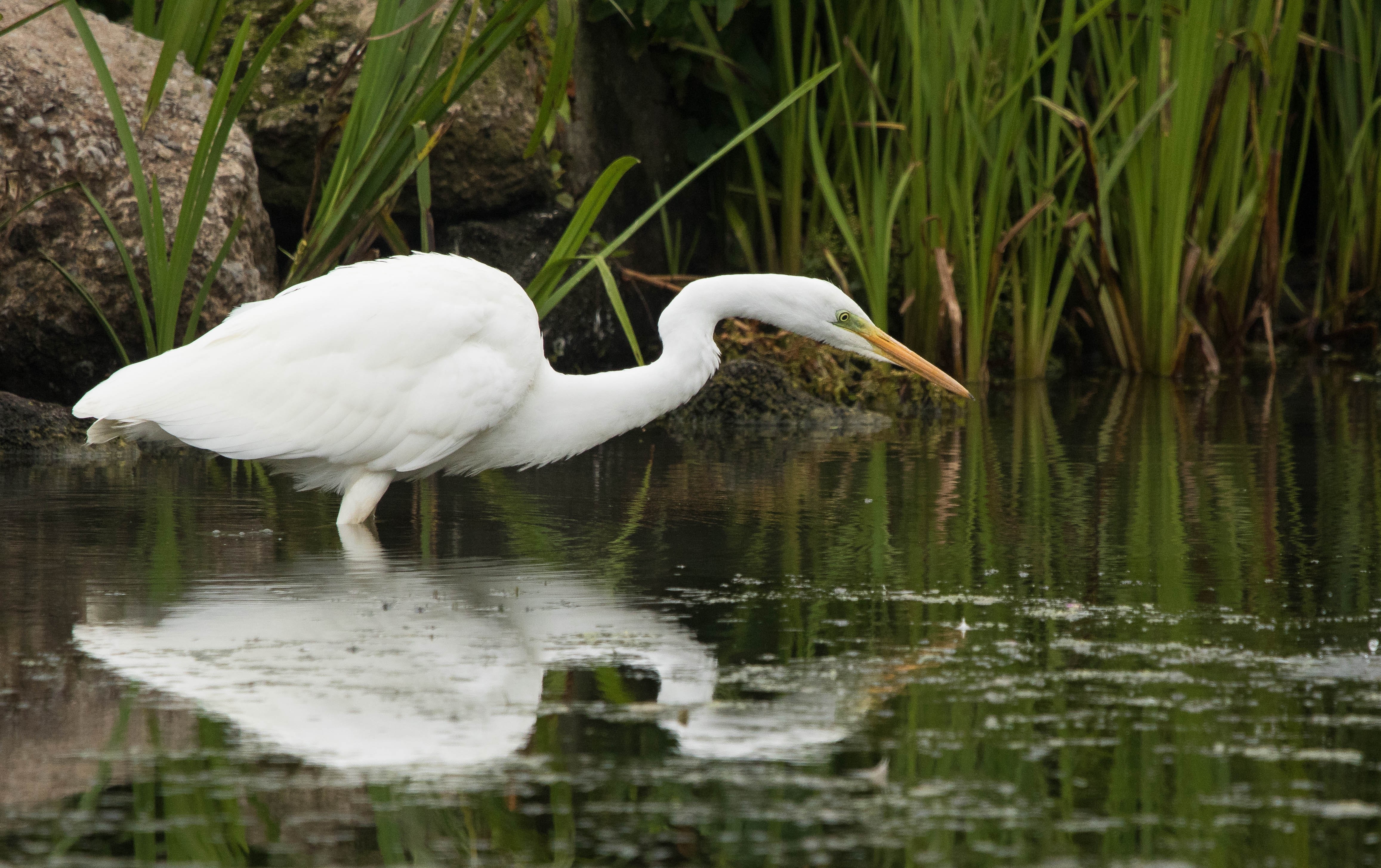 Recent Sightings 18th-24th July