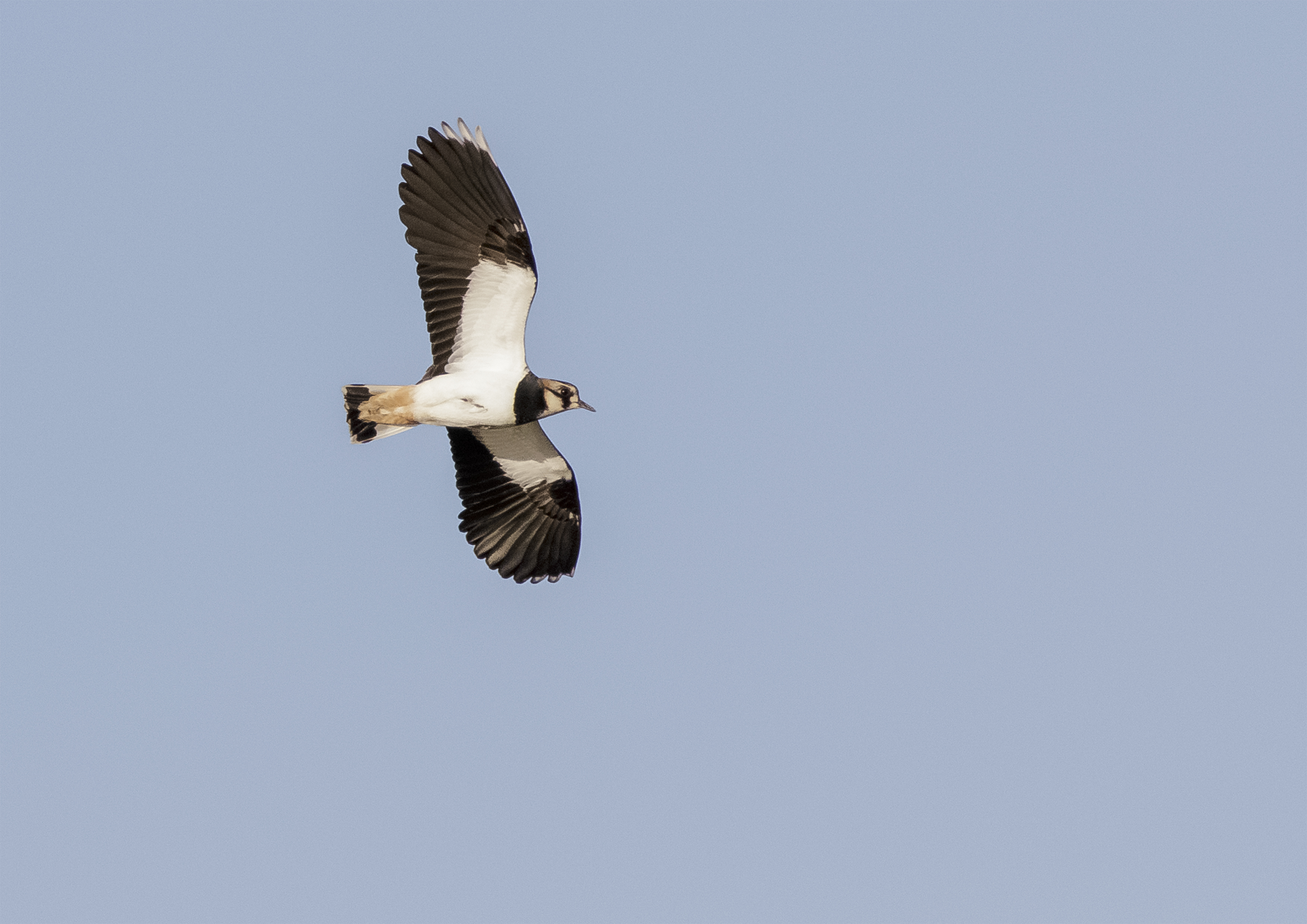 Lovely Lapwing