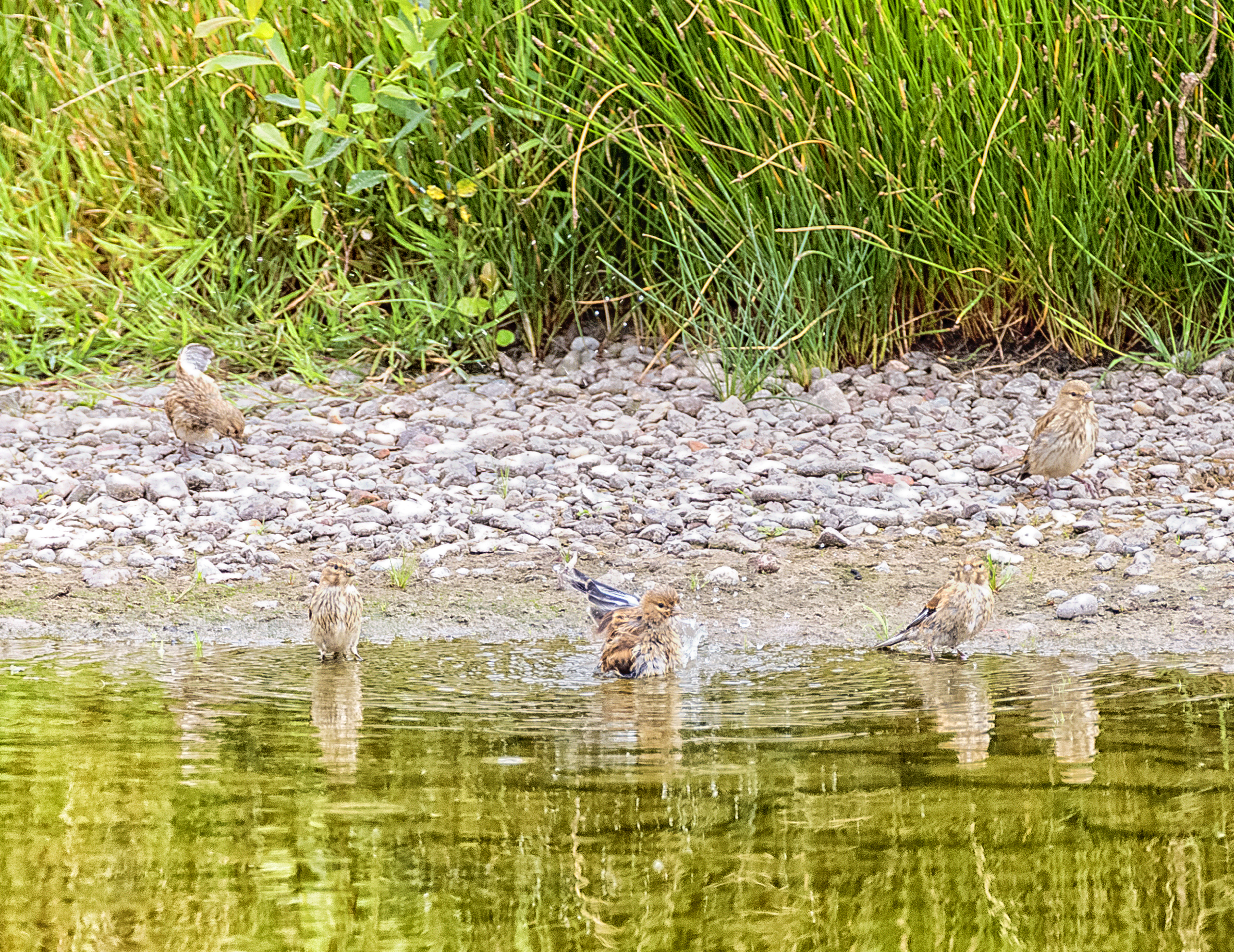 Linnet and Lesser Redpoll