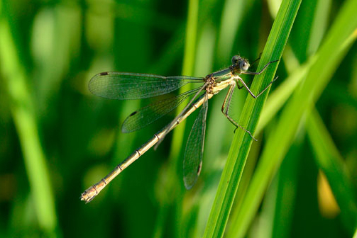 Emerald damselfly during dormouse survey