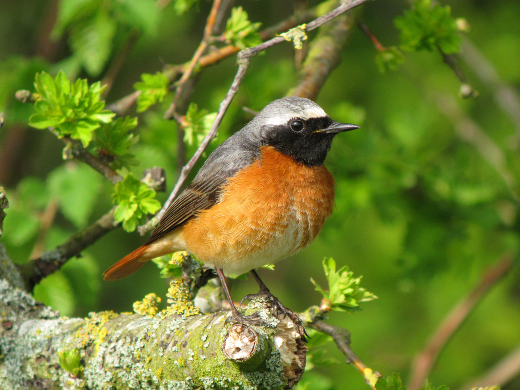 Wildlife Sightings for 13th September 2024