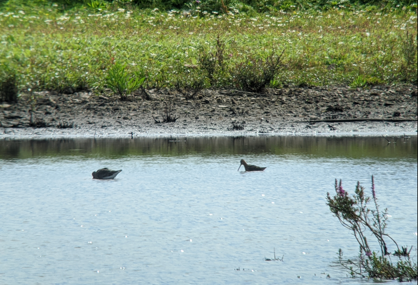 Long-billed dowitcher 